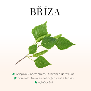 Bříza bělokorá 50ml - Čistí organismus od toxinů a toxických látek, podporuje prokrvení ledvin, močového měchýře