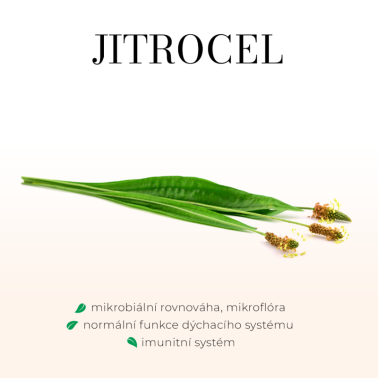 Jitrocel kopinatý 50ml - dýchací ústrojí, astma, na suchý a dráždivý kašel, podporuje správnou činnost ledvin