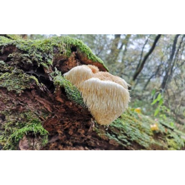 FungiMix – Směs houbových tinktur- Cordyceps, Reishi, Hericium - bez alkoholu 100ml