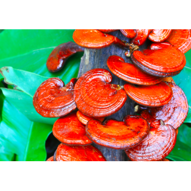 TCM Mushroom COFFEE 90g Skořice, Cordyceps, Reishi, Hericium, Shiitake, Chaga
