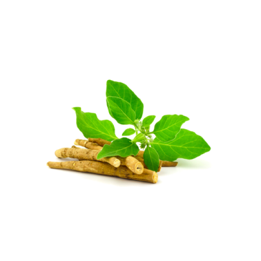 Ashwagandha - Tinktura bez alkoholu 100ml