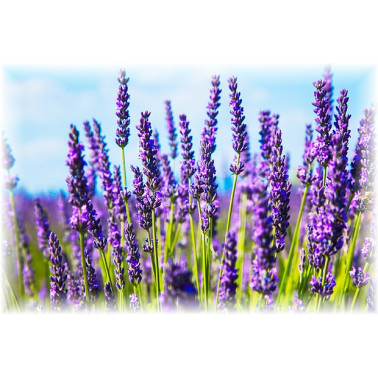 Šampon levandule 200ml