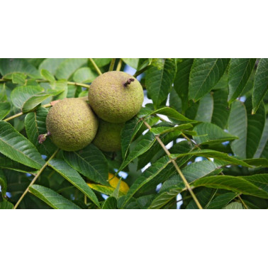 ČERNÝ OŘECH (BLACK WALNUT) Tinktura bez alkoholu 100ml