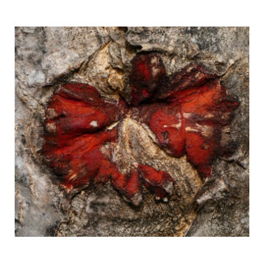 Dračí krev bylinná mast 50 ml