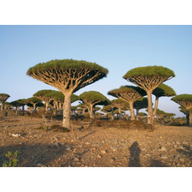 Dračí krev bylinná mast 50 ml