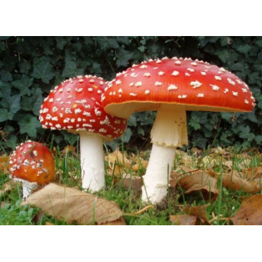 Muchomůrkový tělový balzám s extraktem z muchomůrky 75 ml