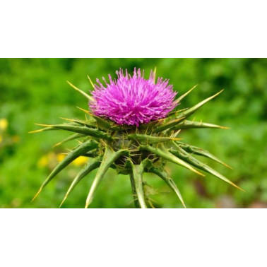 Phyto Coffee Ostropestřec 100 g