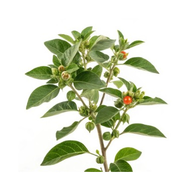 Phyto Coffee Ašvaganda 100 g