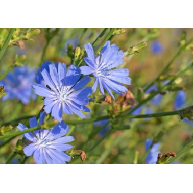 Phyto Coffee Ašvaganda 100 g