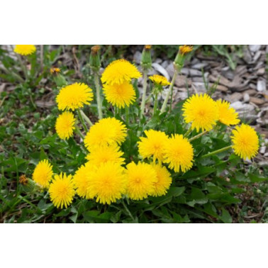 Pampeliška lékařská kapsle 120 ks