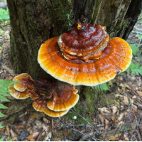 REISHI - HOUBA VĚČNÉHO MLÁDÍ